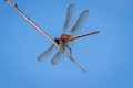 Libellula - PhotoDune Item for Sale