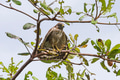 Falco bird - PhotoDune Item for Sale