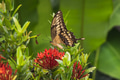 Papilio machaon - PhotoDune Item for Sale