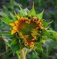 Sunflower - PhotoDune Item for Sale