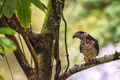 Falco del Brasile - PhotoDune Item for Sale