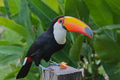 Tucano - PhotoDune Item for Sale