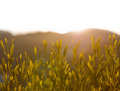 Natures Early Light over Fields - PhotoDune Item for Sale