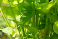 Beautiful Vibrant Green Foliage Background - PhotoDune Item for Sale