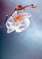 Elegant Orchid Blossom featuring Delicate Petals - PhotoDune Item for Sale