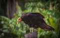 Wildlife - PhotoDune Item for Sale