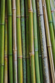 Bamboo sticks - PhotoDune Item for Sale