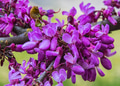 Cercis siliquastrum - PhotoDune Item for Sale