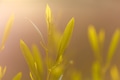 Natures Early Light over Fields - PhotoDune Item for Sale