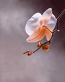 Elegant Orchid Blossom featuring Delicate Petals - PhotoDune Item for Sale