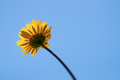 Fiore giallo selvatico - PhotoDune Item for Sale