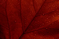 Maple autumn leaves texture background. Macro photo of red fall leaf with raindrops. Season botanic - PhotoDune Item for Sale