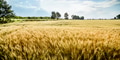 Golden wheat ears field in summer season. Countryside farmland crop harvest. - PhotoDune Item for Sale