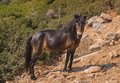 Ponny portrait - PhotoDune Item for Sale