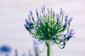 Flower - PhotoDune Item for Sale