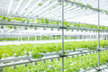 Indoor vegetable farm, Organic green oak salad planting at room with lighting ecosystem control - PhotoDune Item for Sale