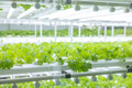 Indoor vegetable farm, Organic green oak salad planting at room with lighting ecosystem control - PhotoDune Item for Sale