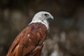 Brahminy Kite, Haliastur indus, Small red hawk eagle, Predator bird of Prey in Southeast Asia - PhotoDune Item for Sale