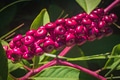 Phytolacca americana - PhotoDune Item for Sale