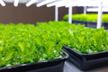 Indoor vegetable farm, Organic green oak salad plant planting at room with lighting eco system - PhotoDune Item for Sale