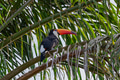 Toucan bird - PhotoDune Item for Sale