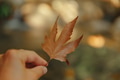 Beautiful Autumn Leaf in Hands - PhotoDune Item for Sale