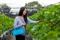 Woman pick strawberry in the farm - PhotoDune Item for Sale