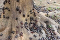 Horned beetles crawling on rough tree surface - PhotoDune Item for Sale