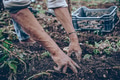 Manual labor in cultivation. Closeup of soil and work hands - PhotoDune Item for Sale