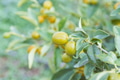 Natural orchard scene showcasing fresh kumquats - PhotoDune Item for Sale
