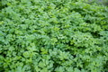 Fresh leafy green parsley field - PhotoDune Item for Sale