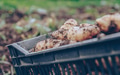 Harvested organic potatoes resting in the crate - PhotoDune Item for Sale