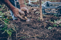 Farmer sorts newly dug potatoes - PhotoDune Item for Sale