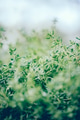 Thyme herb sprouts ready for medicinal or culinary purposes - PhotoDune Item for Sale