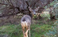 Deer - PhotoDune Item for Sale