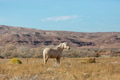 Horse on meadow - PhotoDune Item for Sale