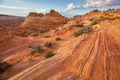 South coyote - PhotoDune Item for Sale
