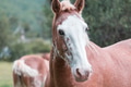 Horse - PhotoDune Item for Sale