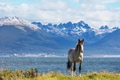 Horse in Argentina - PhotoDune Item for Sale