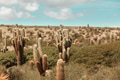 Cactus in Argentina - PhotoDune Item for Sale