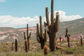 Cactus in Argentina - PhotoDune Item for Sale