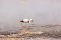 Flamingo - PhotoDune Item for Sale