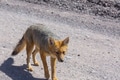Fox in Patagonia - PhotoDune Item for Sale