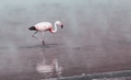 Flamingo - PhotoDune Item for Sale