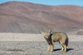 Fox in Patagonia - PhotoDune Item for Sale