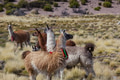 Llama - PhotoDune Item for Sale