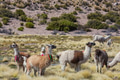 Llama - PhotoDune Item for Sale