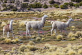 Llama - PhotoDune Item for Sale