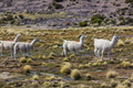 Llama - PhotoDune Item for Sale