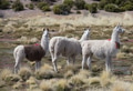 Llama - PhotoDune Item for Sale